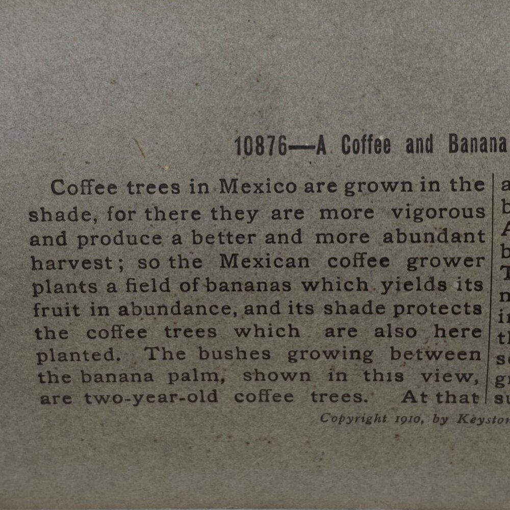 Antique 1900 Stereoview Photo Card Coffee Banana Hacienda Orizaba Mexico Keyston - Picture 5 of 8
